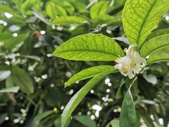 -呀路古热带植物园