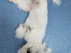 -宠颐生动物医院·心脏科·保险定点(锦阳分院)