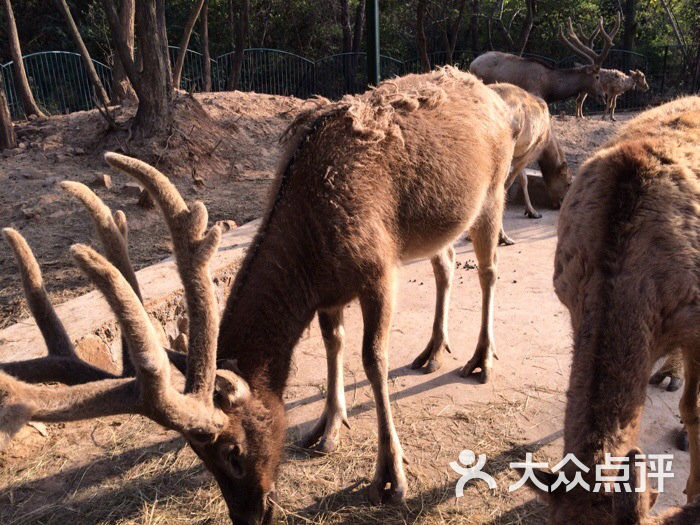 無錫動物園·太湖歡樂園圖片 - 第117張