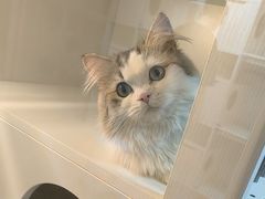 -十月米努特矮脚猫舍