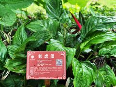 -广西壮族自治区药用植物园