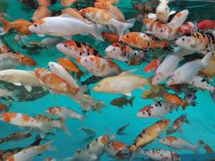 -悦海楼(三衢路店)