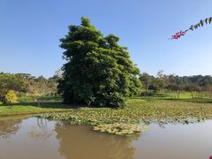 -中国科学院西双版纳热带植物园