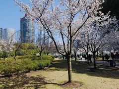 -新虹桥中心花园