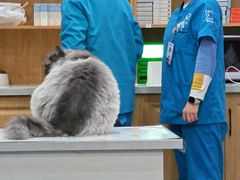 -佑安动物医院·全科·内窥镜中心(幸福巷店)