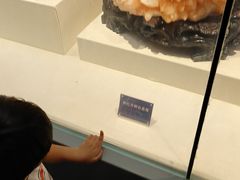 -安徽省地质博物馆