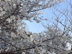 -华中科技大学光谷体育馆