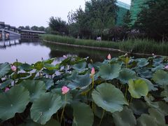 -西海子公园