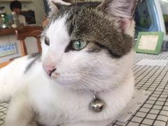 海边的猫和咖啡馆-海边的猫和咖啡馆