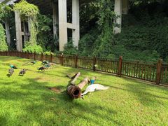 -西双版纳原始森林公园