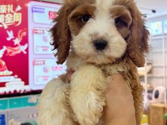 -翊宠yipet猫狗购宠庄园犬舍•猫舍