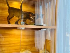 -猫十亿·布偶金渐层·曼基康矮脚猫舍(青年路店)