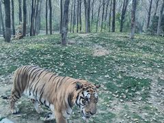 -北京野生动物园