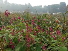 android_upload_pic-北京东方普罗旺斯薰衣草庄园