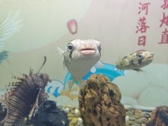 -烟台海昌鲸鲨海洋公园