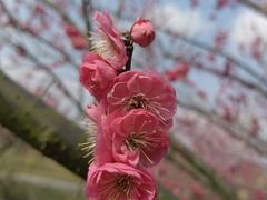 -花开海上生态园
