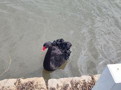 -鹅湖玫瑰文化园
