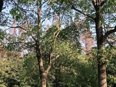 -上海滨江森林公园