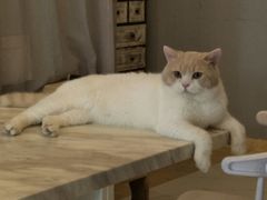 -猫爷宠物生活馆·撸猫馆