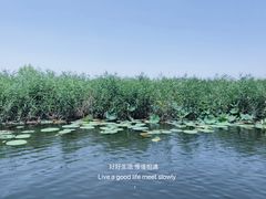 -白洋淀景区