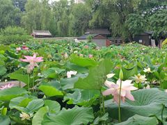 -莲花池公园