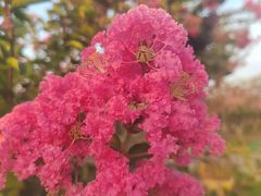 -武汉紫薇都市田园