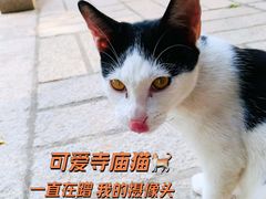 -南普陀寺
