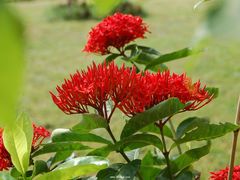 -蜀张一派斑鱼大虾(宁河旗舰店)