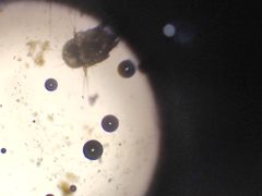 -贝来恩24H动物医院·转诊中心(稻香路店)