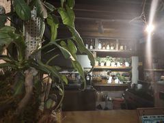 -吉丁鸟咖·异宠·寄养