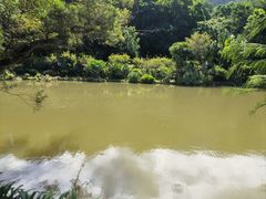 -深圳仙湖植物园