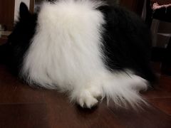 -1013 PET SHOP 宠物商店(近铁城市广场店)