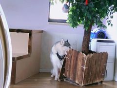 -Husky Go! 哈士奇体验馆·宠物咖啡厅狗咖