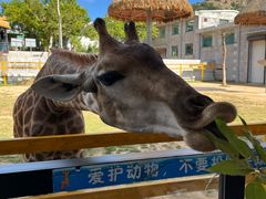 -西霞口神雕山野生动物世界