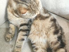 -喵屿·大理花园猫咖