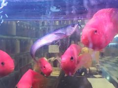 -阿英煲(凉城路店)