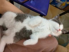 -lincat·猫舍(广州店)