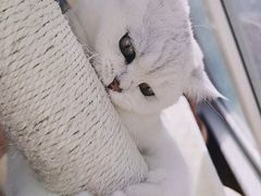 -糯米喵星人总部直营旗舰店·猫舍·幼猫出售