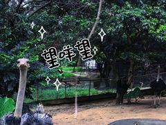 -松山湖南湖湾露营营地
