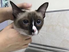 -动物缘宠物医院·骨科·猫科(西二环店)