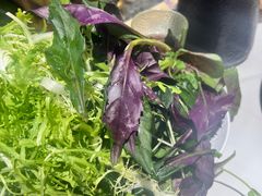 -王奋斗贵州酸汤牛肉火锅
