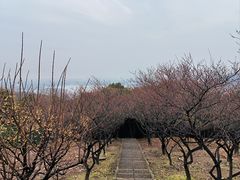 -香雪海