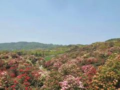 -贵州百里杜鹃风景名胜区
