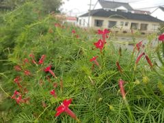 -丫丫蟹庄·苏式园林农家乐·阳澄湖大闸蟹(阳澄湖莲花岛店)