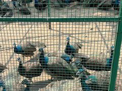 -沈阳鸟岛