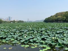 -月湖风景区
