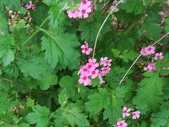 -上海佘山国家森林公园西佘山园