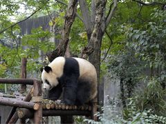 -成都大熊猫繁育研究基地