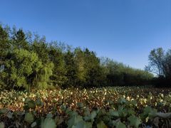 -合肥滨湖国家森林公园