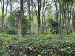 -东明山森林公园